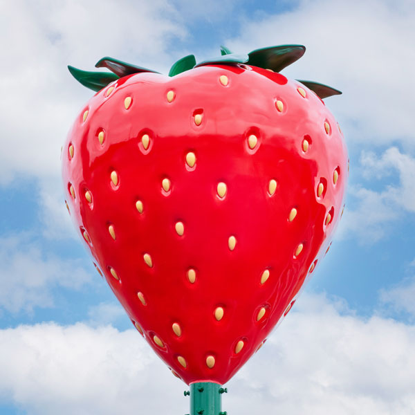 【初登場】〈果樹花ふぁーむ〉朝どれ いちご